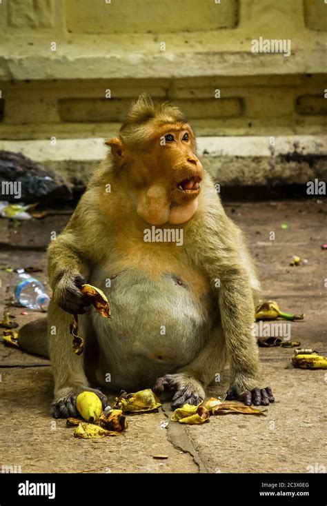 big fat monkey|106 Fat Monkey Stock Photos & High.